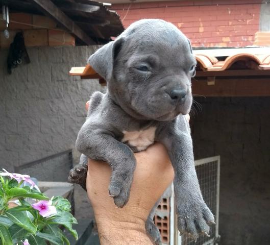 American Bully exotic Blue