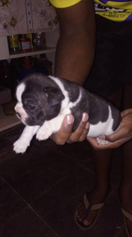 Bulldog blue Gen para pronta entrega