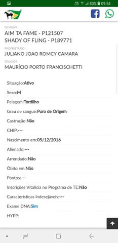 Potro Quarto de Milha PO