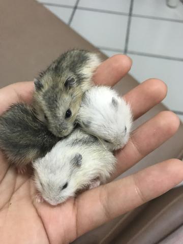 Vendo 4 anões russos