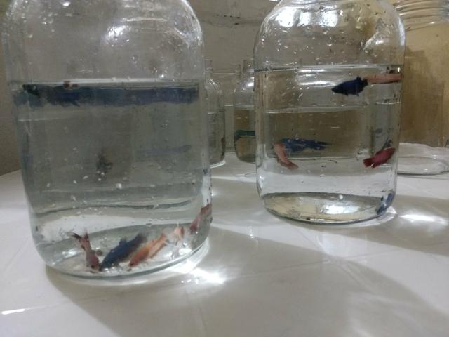 Betas aquário