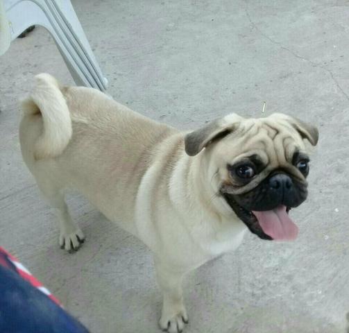 Pug macho adulto padreadorr