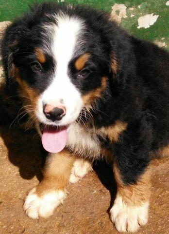 Bernese * boiadeiro de berna ja vai com pedigree e vacina importada oportunidade