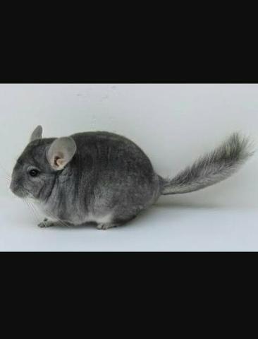 Casal de chinchila docil
