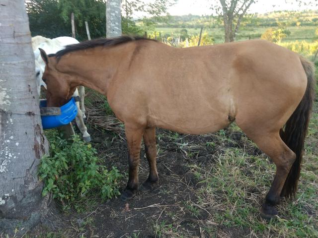 Cavalo de cavalgada, Picado curto e meio