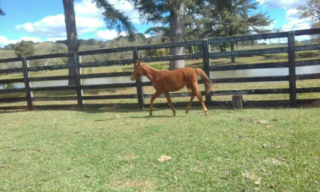 Cavalo potro appaloosa puro