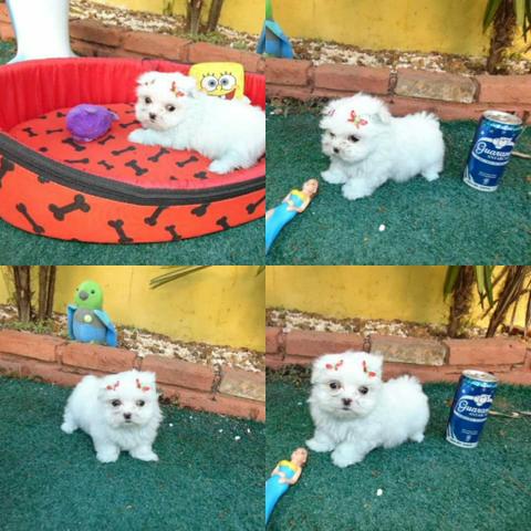 Maltes micro femea 50 dias  em 10x pedigree/vacina/contrato