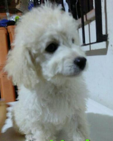 Poodle macho número 1 ' 3 meses de vida