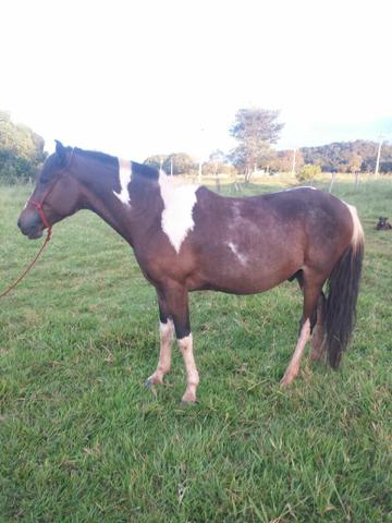 Vendo Manga Larga Paulista