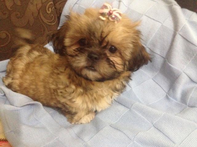 Última fêmea disponível