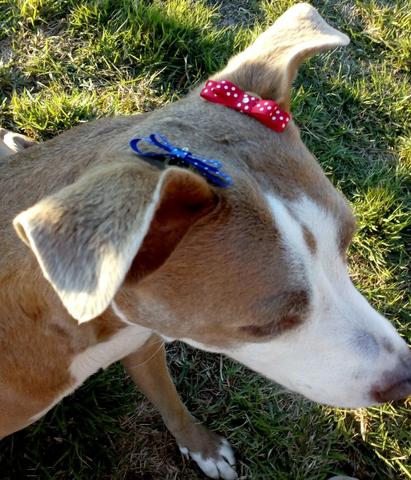 Conjunto com 5 topes com elástico para prender no pêlo. Pet, cachorro, fêmea e macho