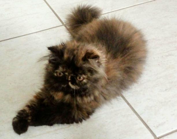 Gata Persa - 100% Pura