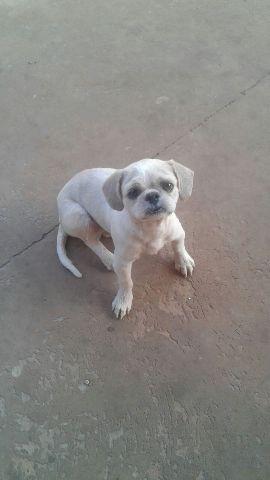 Shih Tzu puro aceito proposta