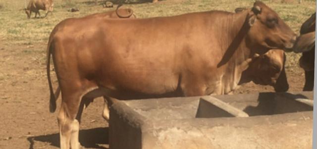 Vaca senepol meio sangue