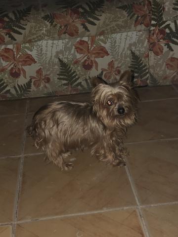 Yorkshire Terrier dourada