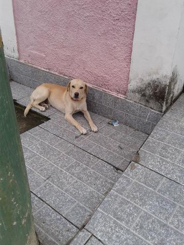 Cachorro abandonado precisa de um lar
