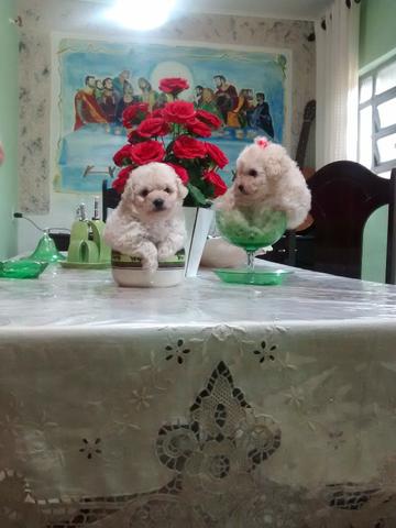 Poodle machinhos maravilhosos com duas vacinas