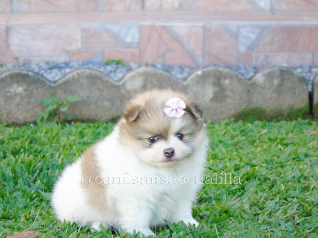 Spitz Alemão fêmea