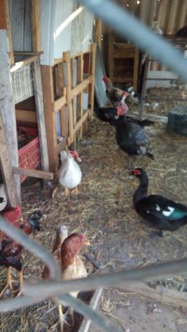 Vendo pato e pata 25 reais aceito cartão