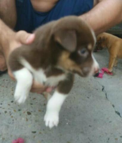 Doação responsável