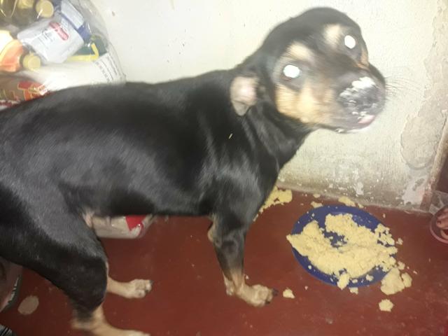 Estou doando esta cachorra