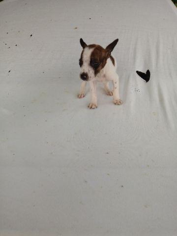 Pinscher machinho zero pintadinho