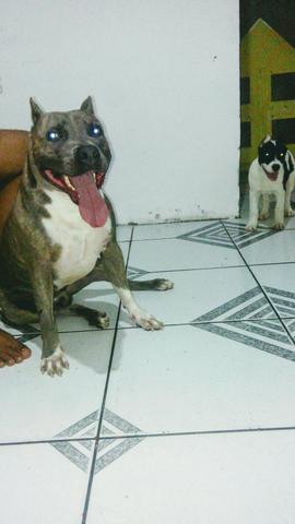 Pitbull