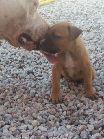 Pitbull American Staffordshire