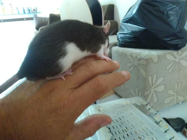 Promoção ratos, mercol adultos 7.00