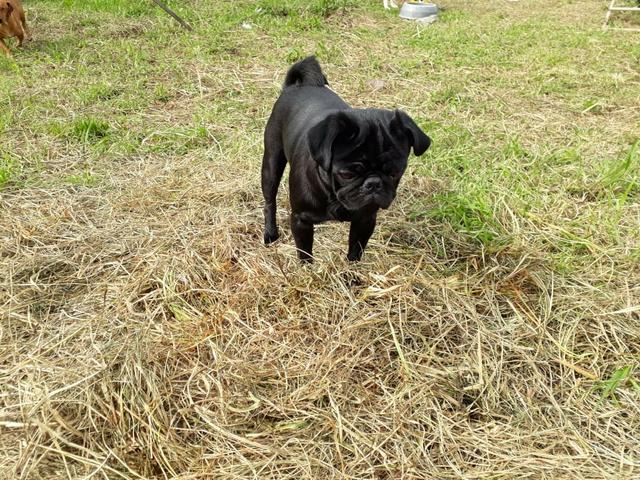 Pug preto