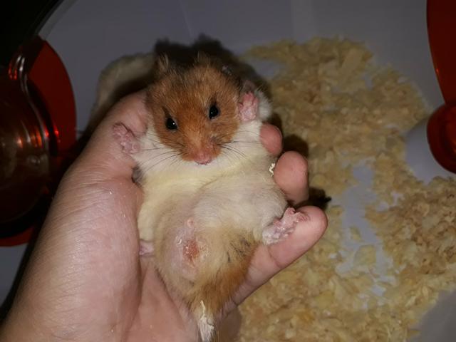 Vendo 3 hamsters sírios machos