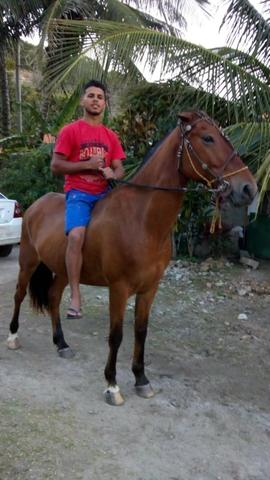 Vendo cavalo profissional em charrete