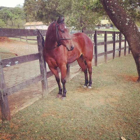 Cavalo Quarto de milha Puro Porem sem registro