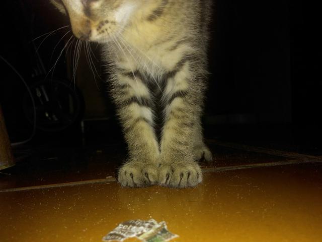 Gato raça American Shorthair