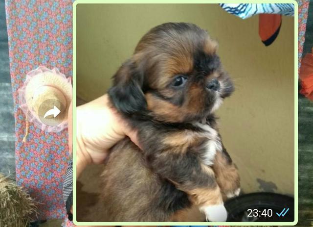 Linda Shithzu fêmea