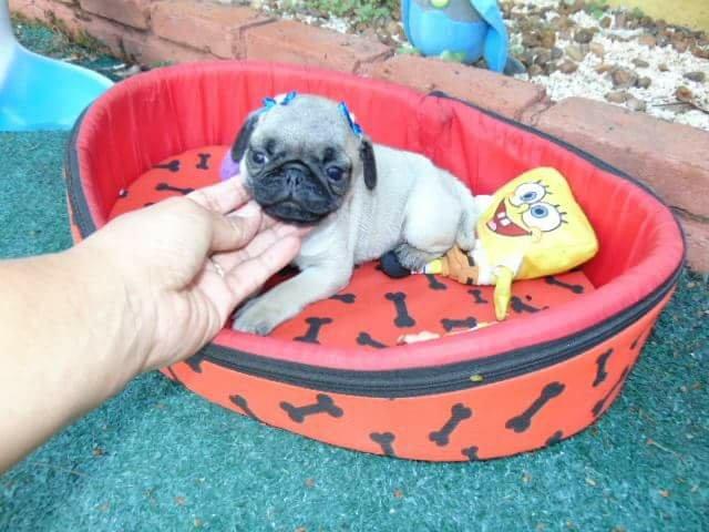 Pug femea 55 dias em 10x entregamos