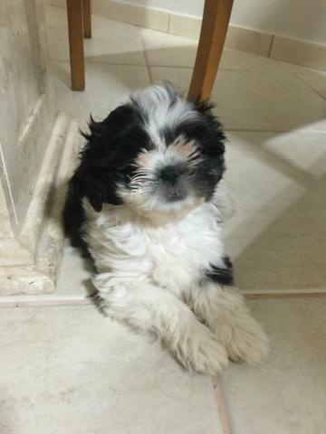 Shitzu fêmea preta e branca