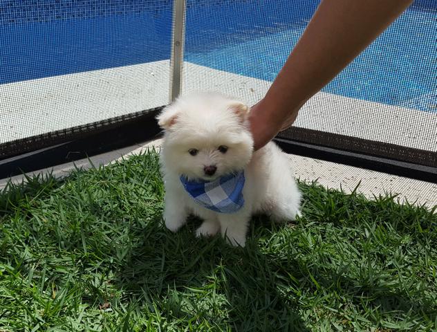 Spitz Alemão/lulu.12x