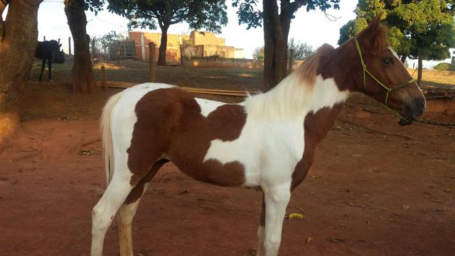 Vendo um potro pampa