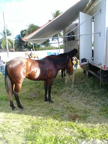 Cavalo Quarto de Milha