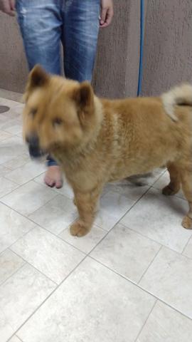 Chow Chow e vira lata salcicha