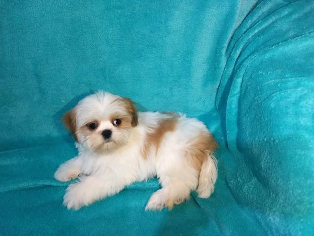 Lindos shih tzus machos