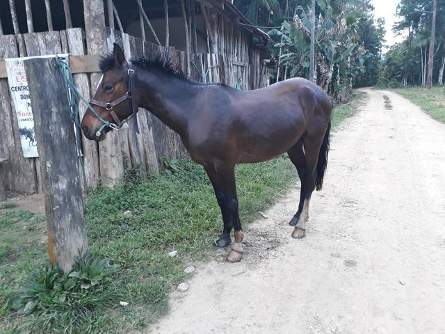 Potranco crioulo documentado