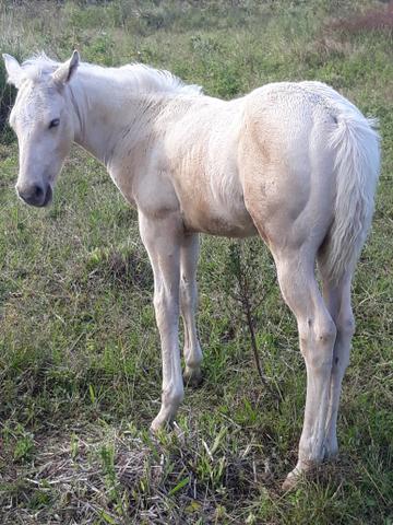 Potro Quarto de Milha PO com registro em andamento