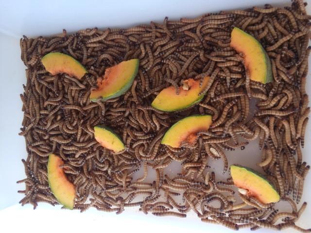 Tenébrio gigante (insetos em geral)