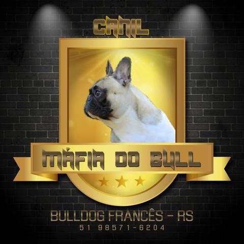 Canil Mafia do Bull-Bulldog Francês