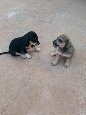 Doação de cachorras