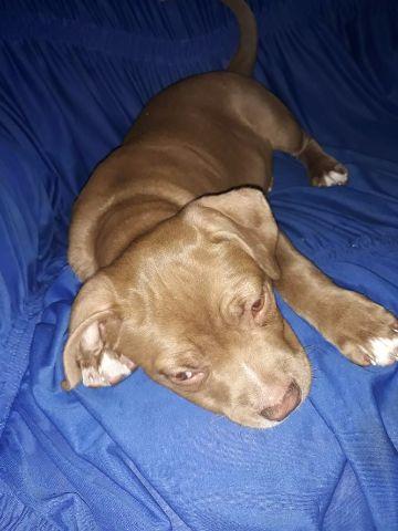 Pitbull Fêmea 3 meses