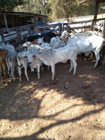 Bezerros (as) nelore