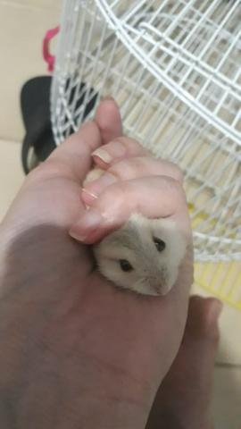 Hamster anão russo